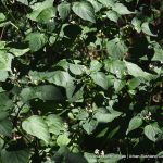 Blackberry Nightshade.