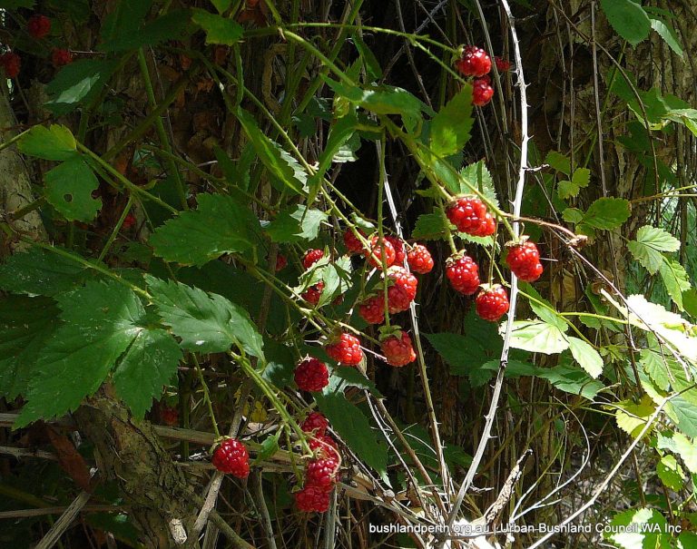 Blackberry Urban Bushland Council WA