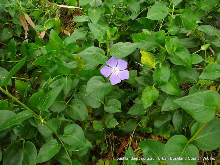 Blue Periwinkle Urban Bushland Council WA