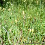 Blowfly Grass.