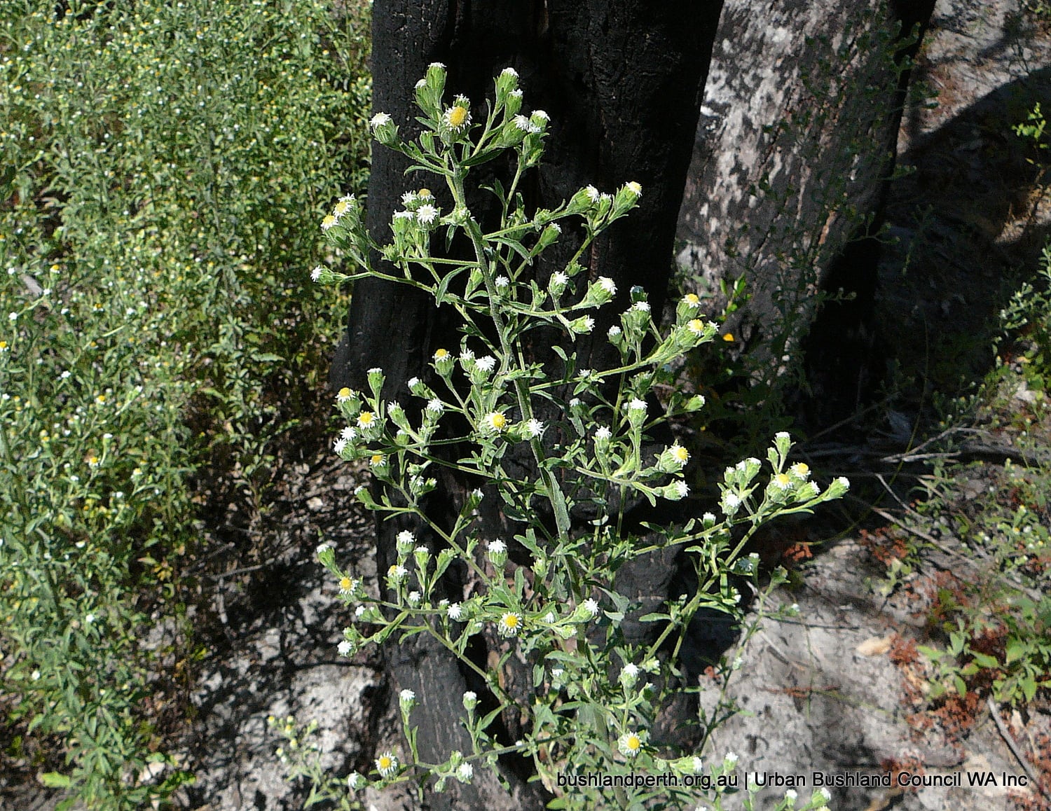 Bushy Starwort.