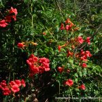 Orange Trumpet Vine.