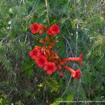 Orange Trumpet Vine.