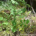 Common Sowthistle.