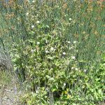 Common Sowthistle.