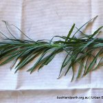 Flaxleaf Fleabane.