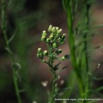 Smooth Fleabane.