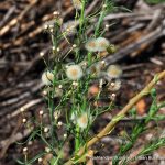 Smooth Fleabane.