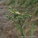 Smooth Fleabane.