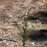 Smooth Fleabane.