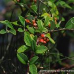 Silverleaf Cotoneaster.