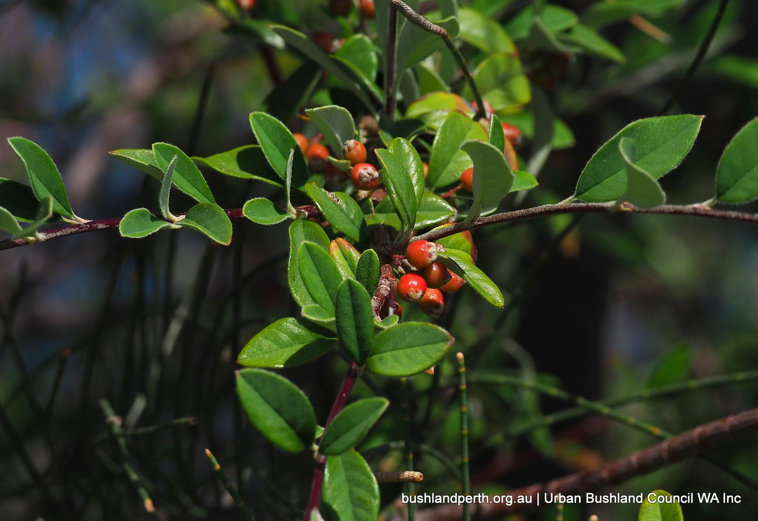 Silverleaf Cotoneaster.