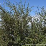 Silverleaf Cotoneaster.