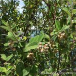 Silverleaf Cotoneaster.