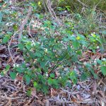 Blackberry Nightshade.