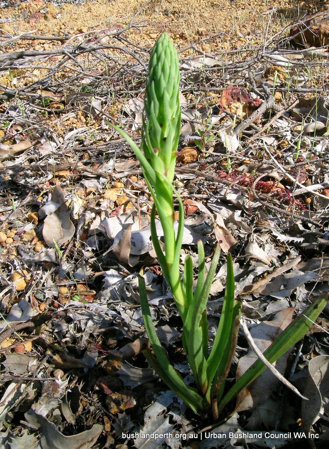 South African Orchid.