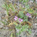 Common Storksbill.