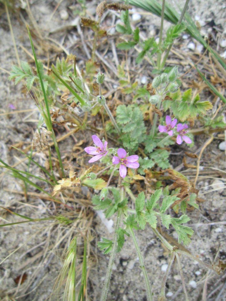 Common Storksbill.