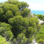 Coastal Moort.