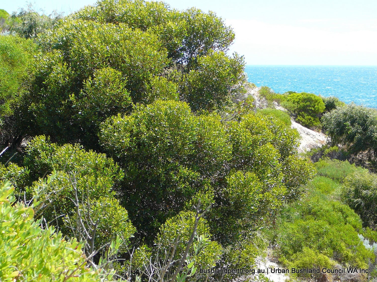 Coastal Moort.