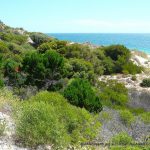 Coastal Moort.