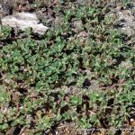 Euphorbia maculata.