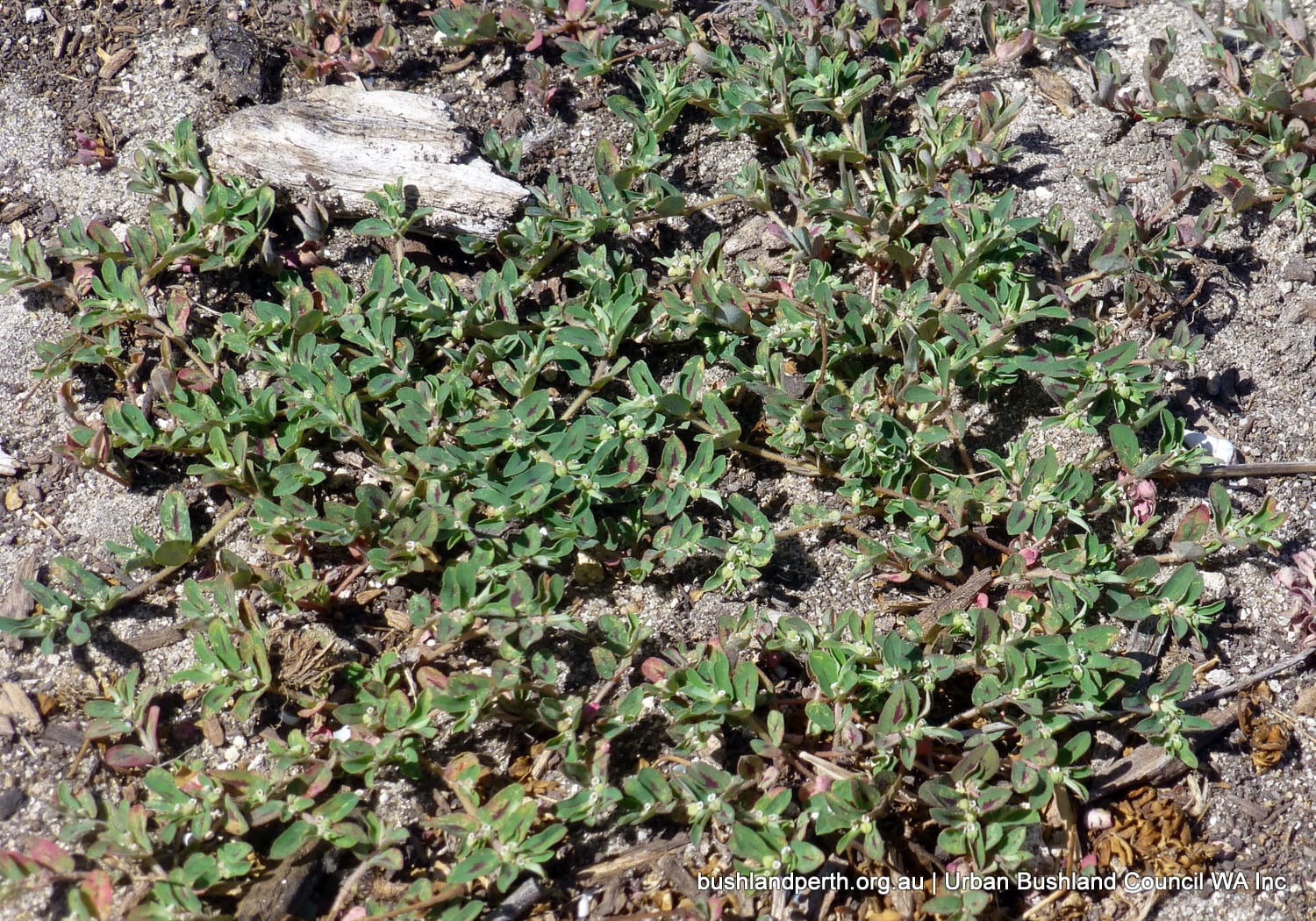 Euphorbia maculata.