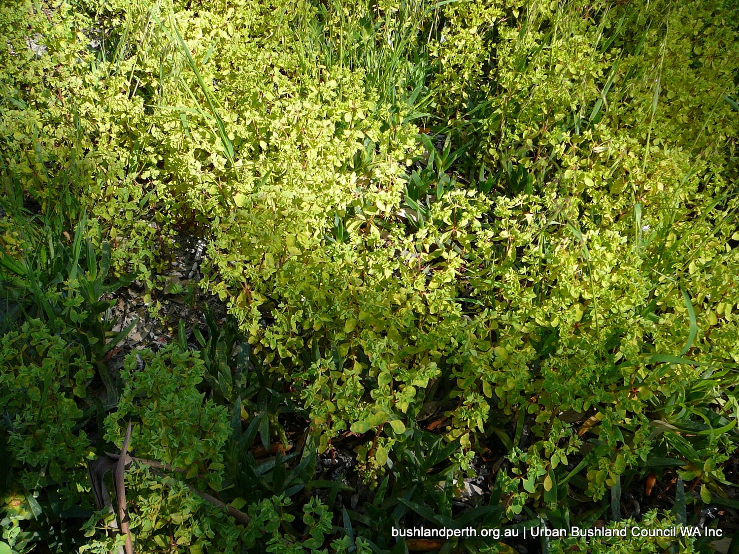 Petty Spurge.