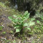 False Hawkbit.