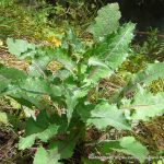 False Hawkbit.