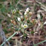 False Onion Weed.