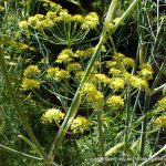 Fennel.