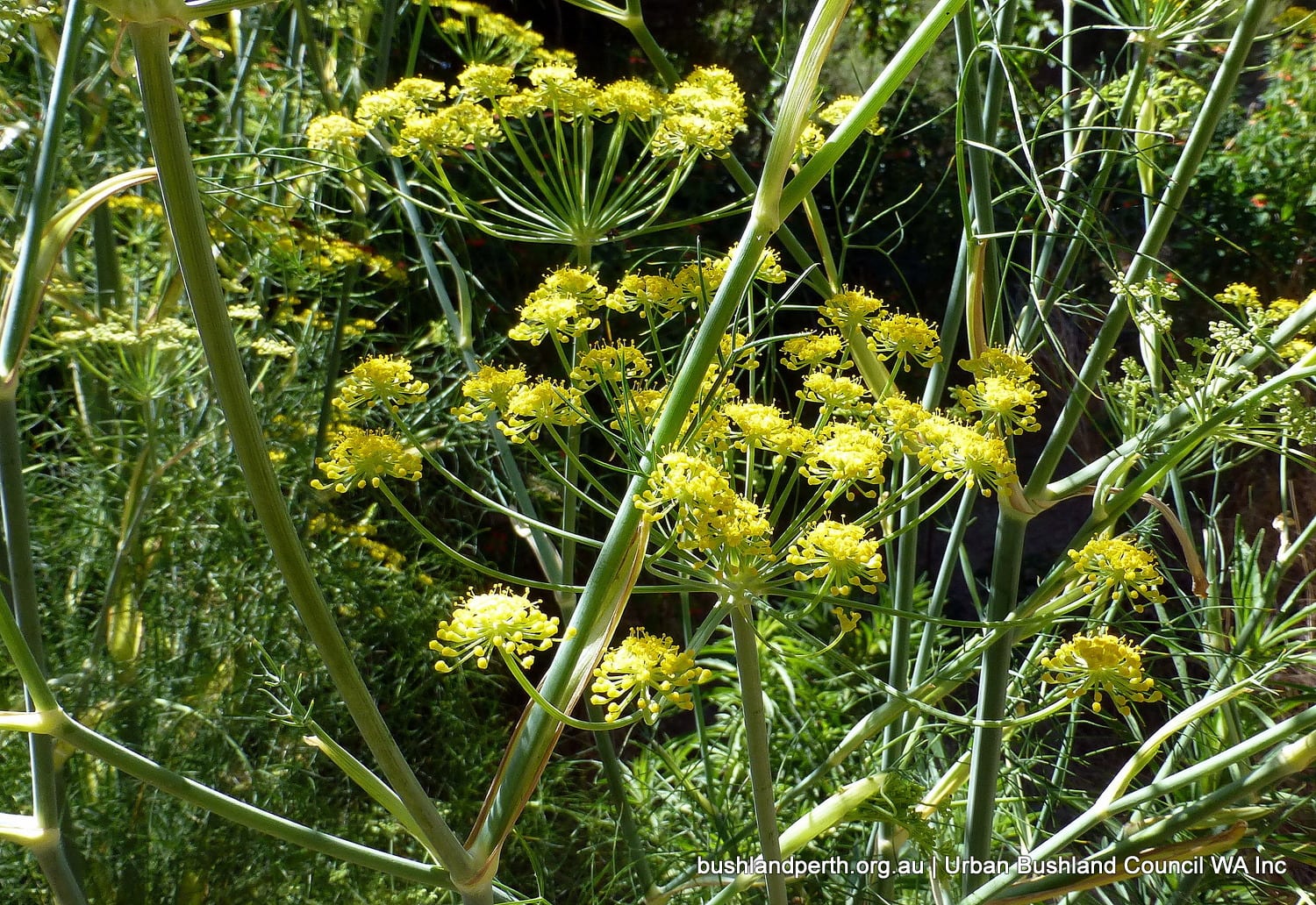 Fennel.