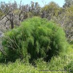 Fennel.