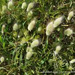 Hare's Tail Grass.