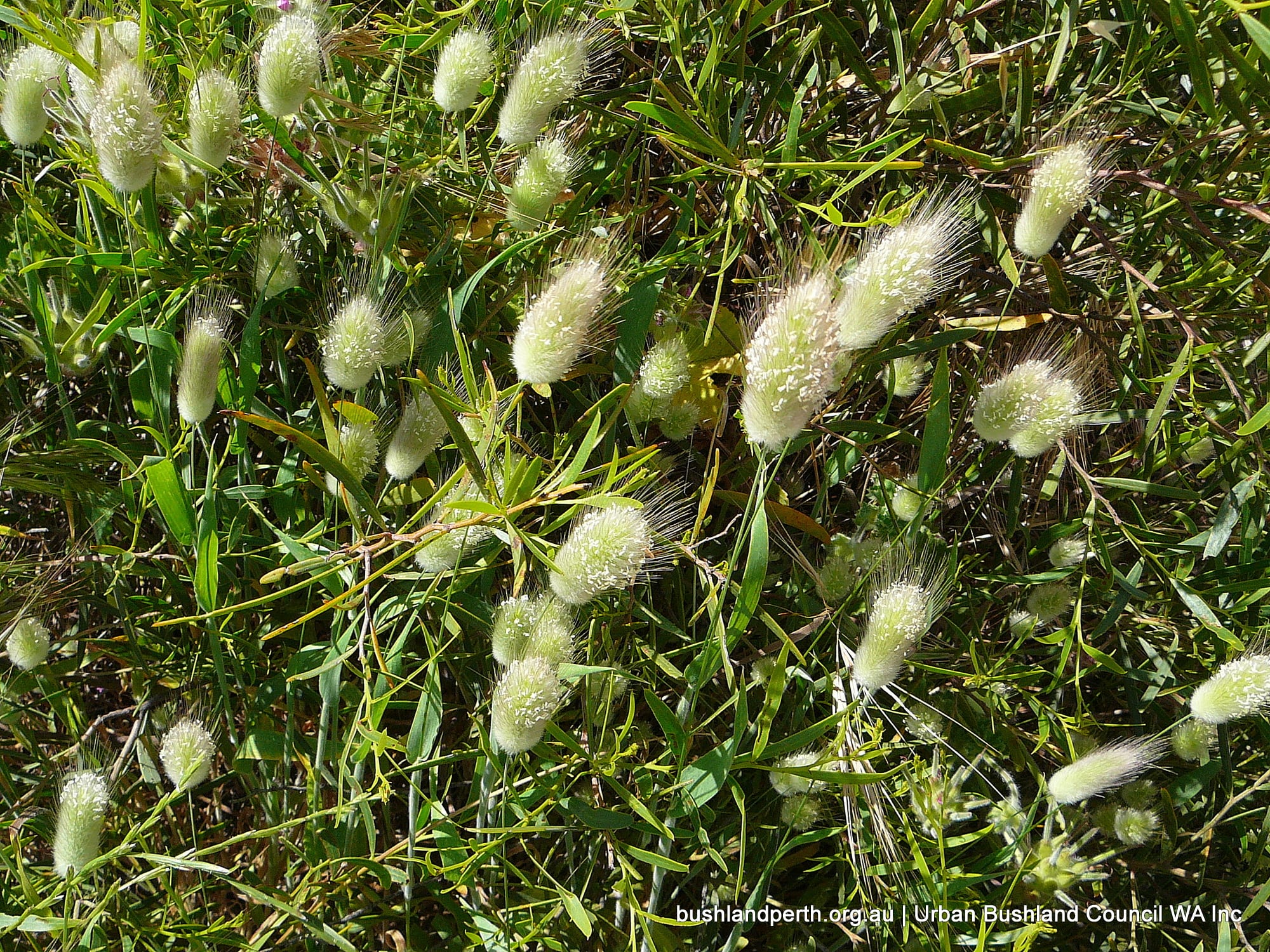 Hare's Tail Grass.