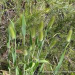 Hare's Tail Grass.