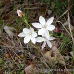 Hesperantha falcata.