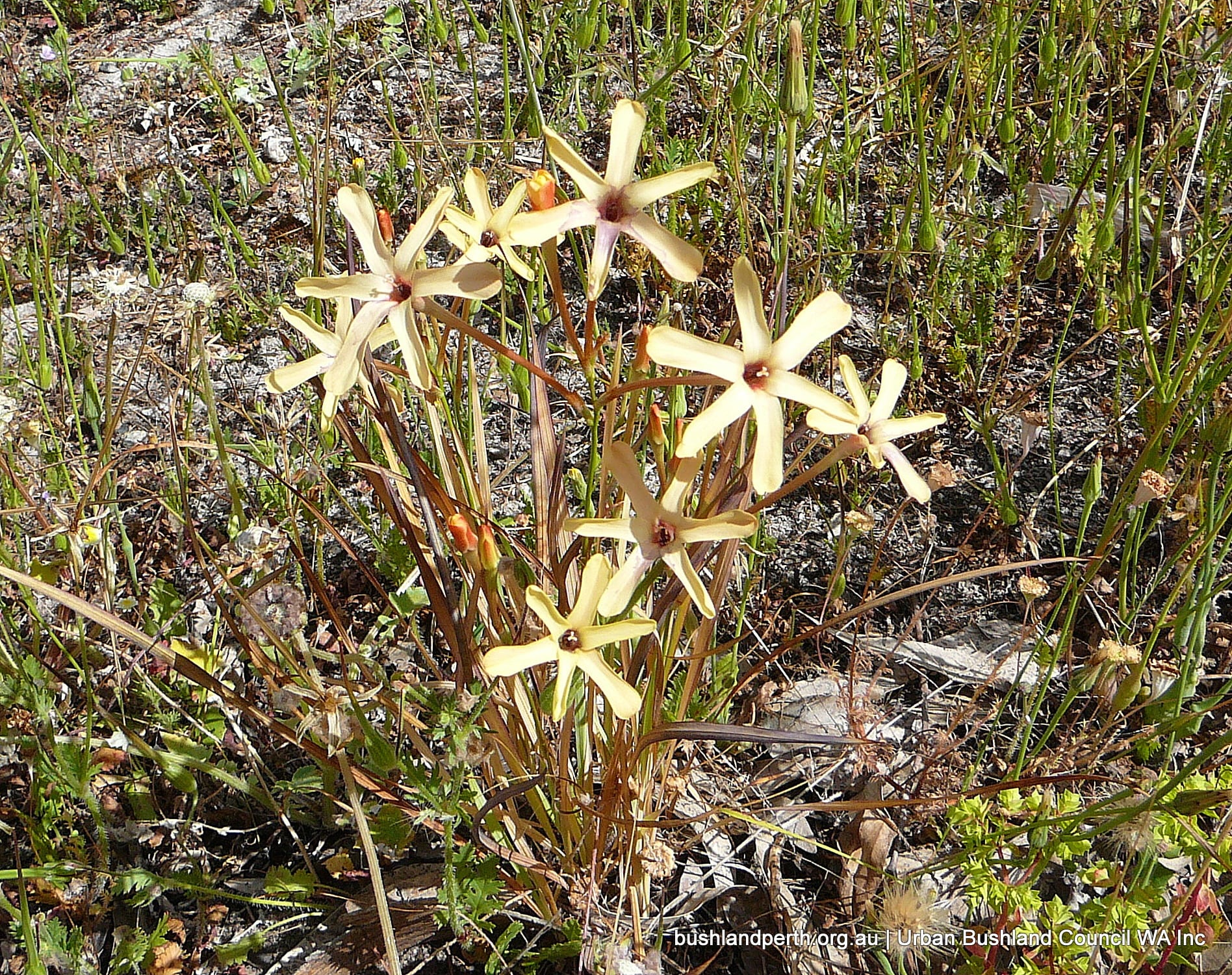 Hexaglottis.