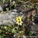 Yellow Ixia.