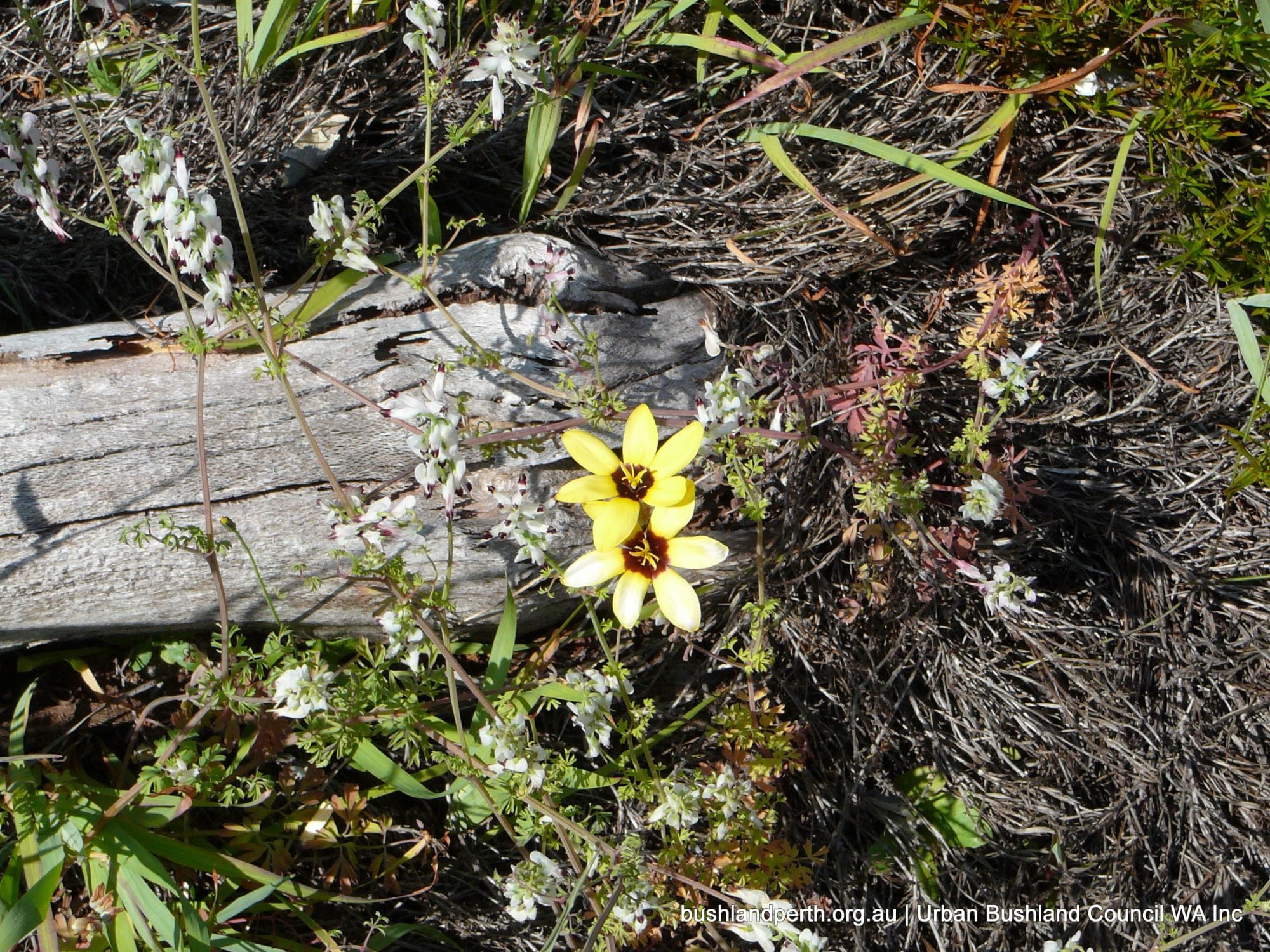 Yellow Ixia.