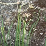 Ixia paniculata.