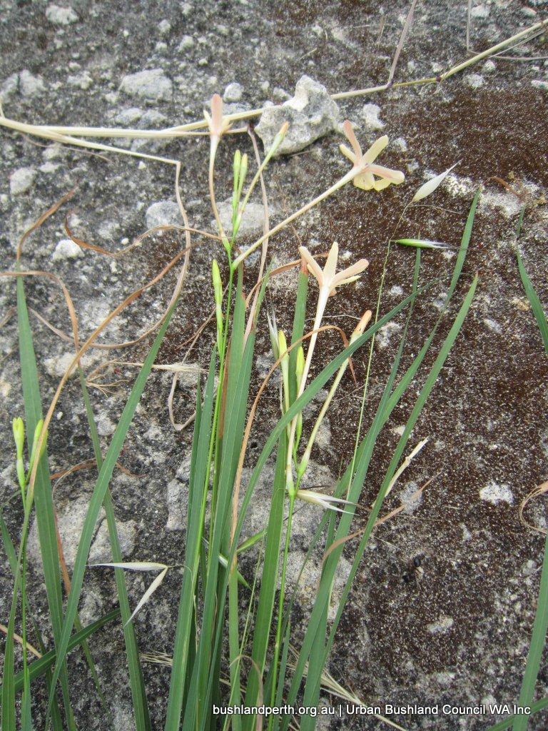 Ixia paniculata.