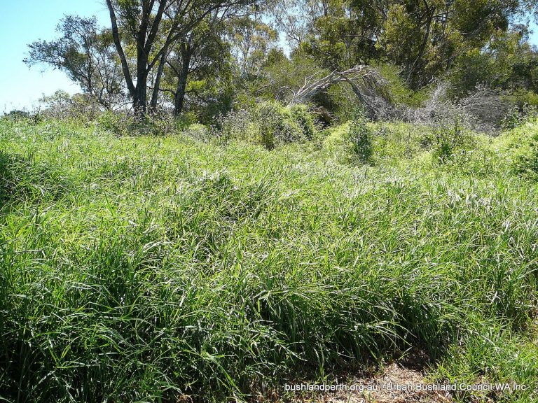 Kikuyu Grass Urban Bushland Council WA