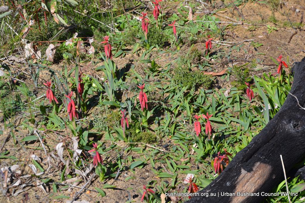 Lachenalia.