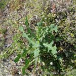 Prickly Lettuce.