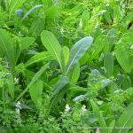 Prickly Lettuce.