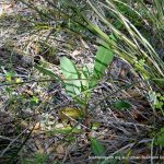 Prickly Lettuce.