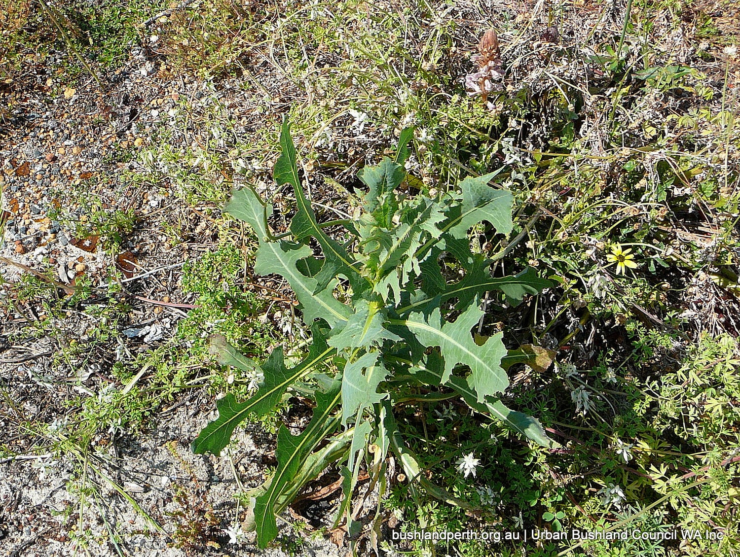 Prickly Lettuce.