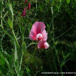 Perennial Pea.